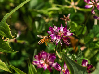 small honey bee on wildflowers 6