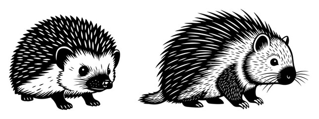 Side-by-side illustration of a hedgehog and a porcupine, detailed in bold black and white with a focus on textures and anatomy differences