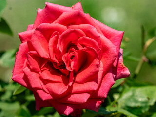 Red rose in a Japanese garden