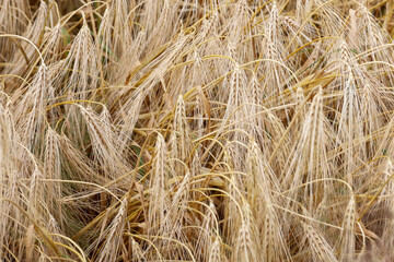 A dense field of ripe golden barley, ready for harvest, showcases the richness of nature and...