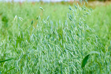 Dense green oat stalks with unripe grains sway in the wind, creating a picturesque field landscape....