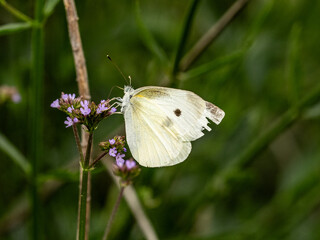 small white butterfly on small wildflowers 1