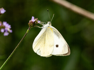 small white butterfly on small wildflowers 2