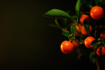 A calamondin plant with vibrant green leaves and ripe orange fruits displayed against a black...
