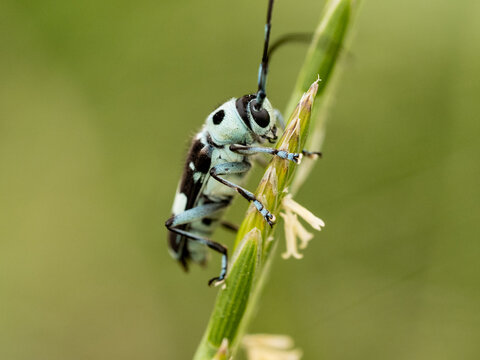 speckled long-horned beetle close-up