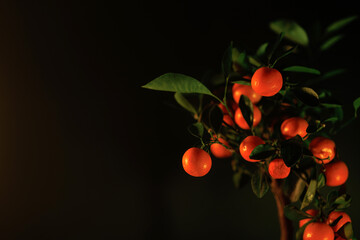 A calamondin plant with vibrant green leaves and ripe orange fruits displayed against a black...