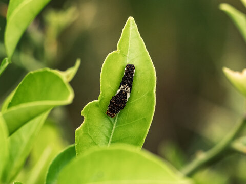 Chinese Yellow Swallowtail butterfly caterpillar