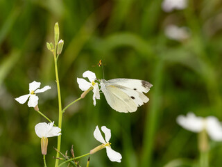 small white butterfly on small wildflowers 4