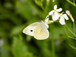 small white butterfly on small wildflowers 7
