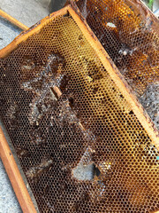 The image captures a close-up of a honeycomb frame with a mix of honey cells and bee activity. The...