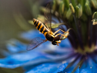 marmalade hover fly macro 1