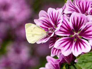 small white butterfly on large striped flowers 1