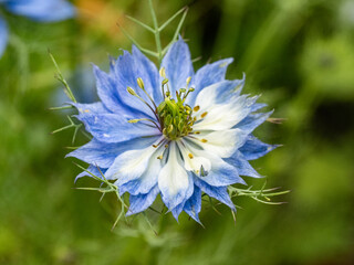 wild pale blue love-in-a-mist flower