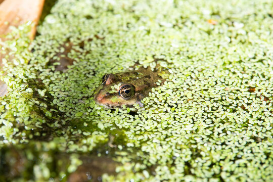 Common water green frog in the pond, natural environment, amphibian inhabitant wetland, Hylarana erythraea