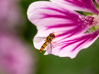 marmalade hover flies on vibrant mallow flower