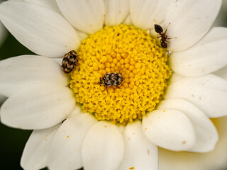 Tiny varied carpet beetles on large daisy