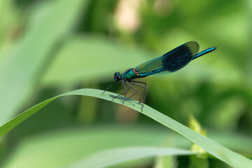 close up of damselfly on a leaf