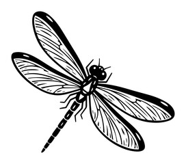 vintage vector drawing of dragonfly with open wings, insect illustration in black and white engraving style