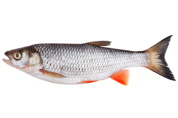 Freshly caught chub fish.