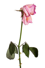 Faded pink roses dry.