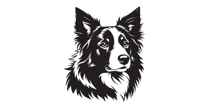 Striking black and white portrait of a border collie dog head silhouette
