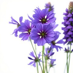 Fototapeta premium Group of Purple Cornflowers Against White Background