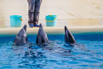 Trained Dolphins Performing Tail-Up Trick with Trainer at Aquarium Show