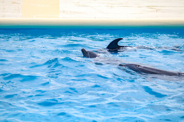 Playful Dolphins Swimming in Clear Blue Water at Marine Park