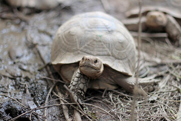 African Sulcata Tortoise Natural Habitat,Close up African spurred tortoise resting ,cute animal