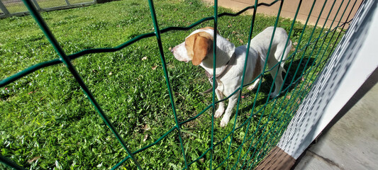 A  beagle dog on a leash looks through the bars of a fence.