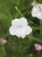 Beautiful white flowers in the garden