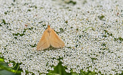 This cute moth, scientifically named Rhodometra sacraria, is one of the rare species seen in the...