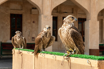 Close-up of hawk at a falconry farm in Doha Qatar. Doha Falcon Souq