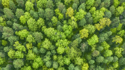 Naklejka premium Aerial top view of green trees and a road winding through a forest in Finland