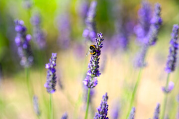 Close-up of bumblebee at blossom of lavender on a sunny summer day. Photo taken July 2nd, 2025, Zurich, Switzerland.