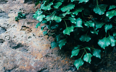 Leaves on the Wall