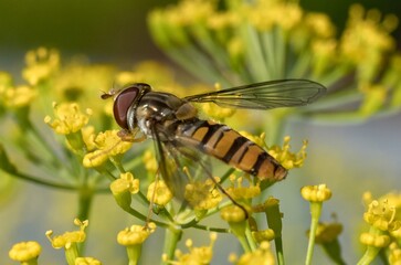 Hoverfly gathering pollen on yellow dill flowers in summer garden