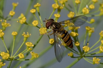 Hoverfly gathering pollen on yellow dill flowers in summer meadow