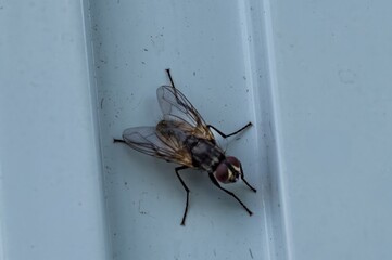 Common housefly standing on a white metal surface