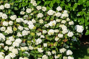 White hydrangea flowers blooming in garden with green leaves