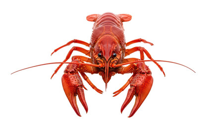 Isolated Crawfish