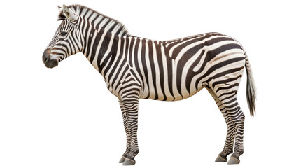 Isolated Zebra