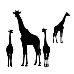 Giraffe family silhouette collection. Vector icons of adult and baby giraffes for African wildlife and safari themes.  © ahmad