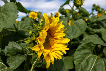 Sunflower flower close-up. Beautiful yellow sunflower field, sunflower plantation, flooded with...