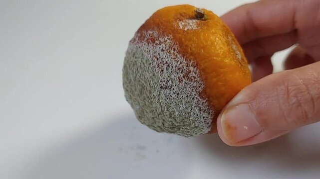 Moldy orange in a woman's hand on a white background. Moldy fruit.