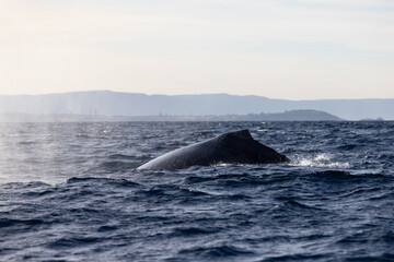 A large humpback whale arches its back as it dives below the ocean’s surface on its way up the...