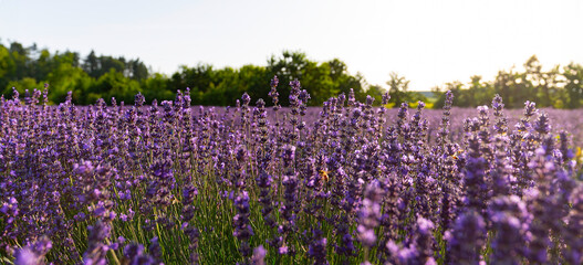 Lavendelfeld Lavendel