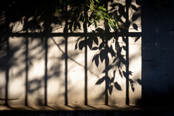 Abstract shadow of leaves and railings cast on a clean concrete wall, image tightly framed for emphasis on shape and negative space