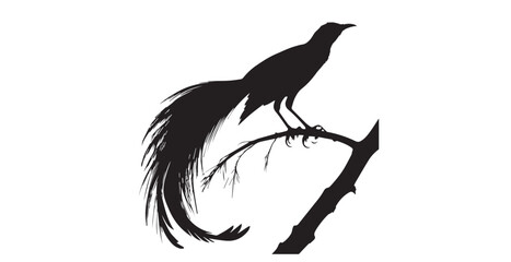 Elegant black bird with long flowing tail feathers perched on a branch silhouette