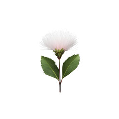 Delicate pink calliandra flower with green leaves isolated on transparent background